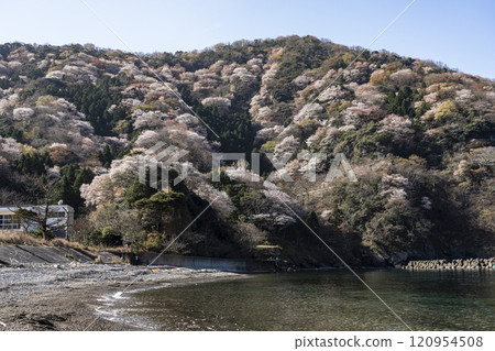 Winter cherry tree of Temple 120954508