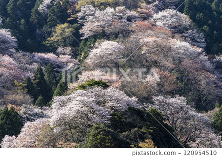 Winter cherry tree of Temple Winter cherry tree of Temple 120954510