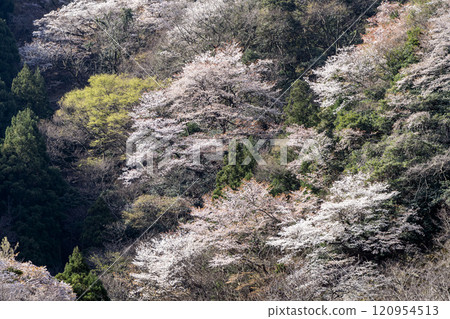 Winter cherry tree of Temple 120954513