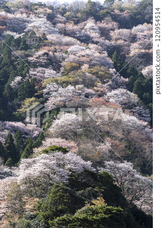 Winter cherry tree of Temple 120954514