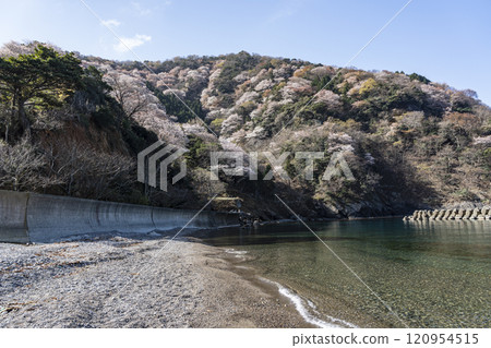 冬天櫻花樹的寺廟 冬天櫻花樹的寺廟 120954515