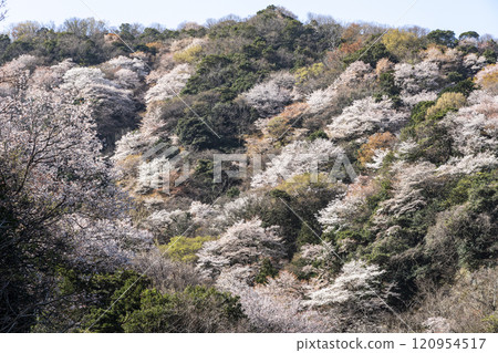 Winter cherry tree of Temple 120954517