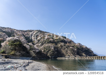 冬天櫻花樹的寺廟 冬天櫻花樹的寺廟 120954518