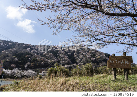Winter cherry tree of Temple 120954519