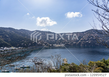 Winter cherry tree of Temple 120954527