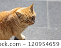 橘色的貓 120954659