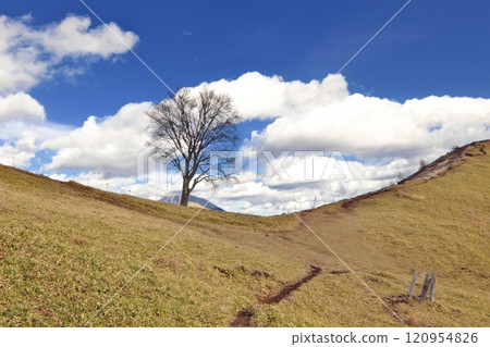 獨生山毛櫸(中倉山) 獨生山毛櫸(中倉山) 120954826