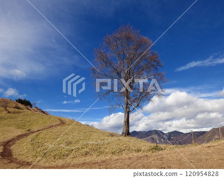 Solitary beech (Nakakurayama) Solitary beech (Nakakurayama) 120954828
