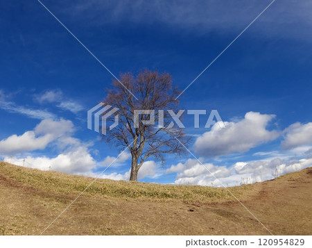 Solitary beech (Nakakurayama) 120954829