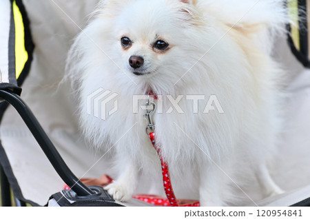 博美犬在戶外椅上放鬆 120954841
