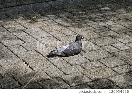 抱著一頭豬 120954926