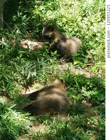 A relaxing raccoon A relaxing raccoon 120955225