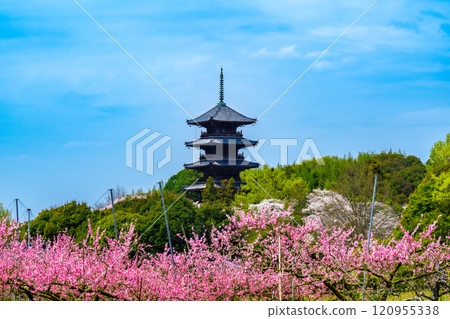 Spring at Bitchukokubunji Temple: Peaches, cherry blossoms and five-story pagoda 1, Soja City, Okayama Prefecture 120955338