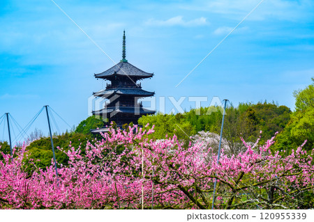 Spring at Bitchukokubunji Temple: Peaches, cherry blossoms and five-story pagoda 2, Soja City, Okayama Prefecture 120955339
