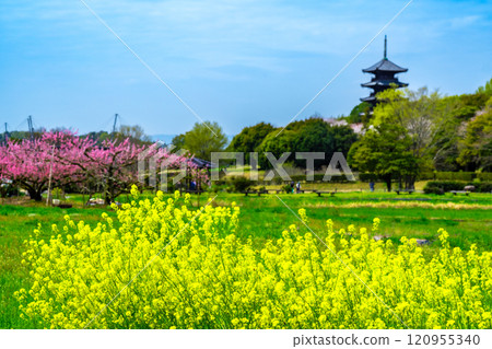 Spring at Bitchukokubunji Temple: Rape blossoms, peaches and a five-story pagoda 2, Soja City, Okayama Prefecture 120955340
