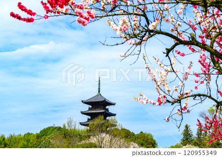備中分寺的春天、梅花、櫻花、五層塔 岡山縣總社市 13 備中分寺的春天、梅花、櫻花、五層塔 岡山縣總社市 13 120955349