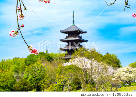 備中分寺的春天 - 梅花、櫻花和五層塔2 - 岡山縣總社市 備中分寺的春天 - 梅花、櫻花和五層塔2 - 岡山縣總社市 120955352