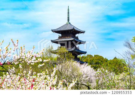 備中分寺的春天 - 梅花、櫻花和五層塔 3 - 岡山縣總社市 備中分寺的春天 - 梅花、櫻花和五層塔 3 - 岡山縣總社市 120955353