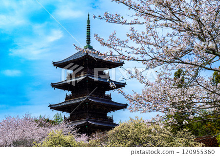Spring at Bitchukokubunji Temple: Cherry blossoms and five-story pagoda 2, Soja City, Okayama Prefecture Spring at Bitchukokubunji Temple: Cherry blossoms and five-story pagoda 2, Soja City, Okayama Prefecture 120955360