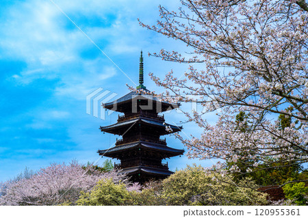 Spring at Bitchukokubunji Temple: Cherry blossoms and five-story pagoda 3, Soja City, Okayama Prefecture 120955361