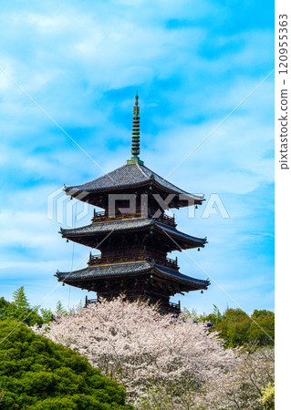 備中分寺的春天、櫻花和五層塔 5 岡山縣總社市 備中分寺的春天、櫻花和五層塔 5 岡山縣總社市 120955363