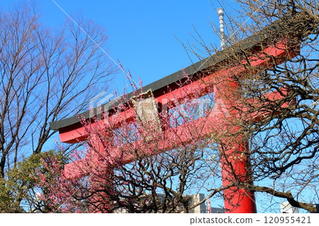 Kameido Tenjin Plum Festival: Red torii gates and red plums, Ume, Kameido Tenmangu Shrine, Kameido, Koto-ku, Tokyo 120955421