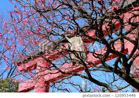 龜戶天神梅花節 紅鳥居與紅梅花 龜戶天滿宮 東京都江東區龜戶 龜戶天神梅花節 紅鳥居與紅梅花 龜戶天滿宮 東京都江東區龜戶 120955446