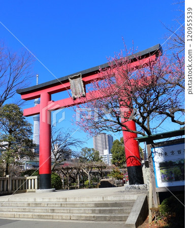 Kameido Tenjin Plum Festival: Red torii gates, red plums and the Skytree. Ume, Kameido Tenmangu Shrine, Kameido, Koto-ku, Tokyo Kameido Tenjin Plum Festival: Red torii gates, red plums and the Skytree. Ume, Kameido Tenmangu Shrine, Kameido, Koto-ku, Tokyo 120955539
