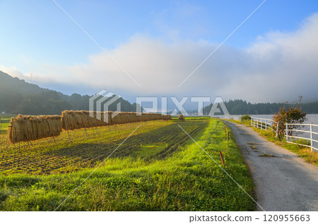 Rice fields bathed in the morning sun [Lake Kizaki] 120955663