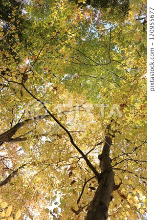 Nature Plants Carpinus arborescens: The fresh green of early summer is beautiful, but the yellow leaves of autumn are also spectacular. Nature Plants Carpinus arborescens: The fresh green of early summer is beautiful, but the yellow leaves of autumn are also spectacular. 120955677