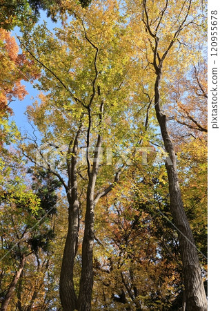 Nature Plants Carpinus arborescens, a deciduous tree that can grow up to 20 meters tall. It is often found in the woods of Honshu, Shikoku, and Kyushu. Nature Plants Carpinus arborescens, a deciduous tree that can grow up to 20 meters tall. It is often found in the woods of Honshu, Shikoku, and Kyushu. 120955678