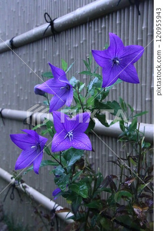 Bellflowers blooming against a bamboo fence Bellflowers blooming against a bamboo fence 120955943