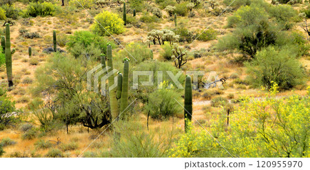 Central Sonora Desert Arizona 120955970