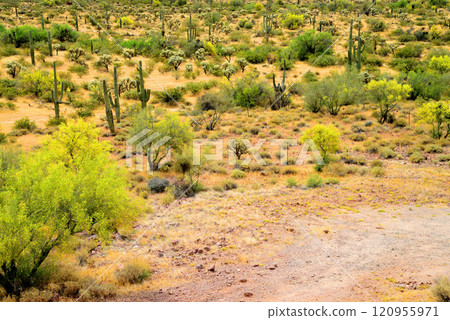 Central Sonora Desert Arizona Central Sonora Desert Arizona 120955971