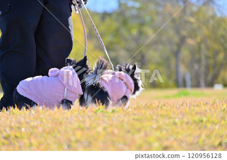 A woman walking with two chihuahuas A woman walking with two chihuahuas 120956128