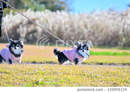 A woman walking with two chihuahuas A woman walking with two chihuahuas 120956134