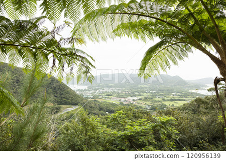 A tropical tree called a holly tree A tropical tree called a holly tree 120956139