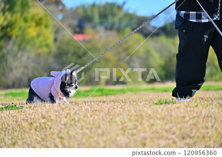 Refuses to go for a walk! Chihuahua hates walking Refuses to go for a walk! Chihuahua hates walking 120956360