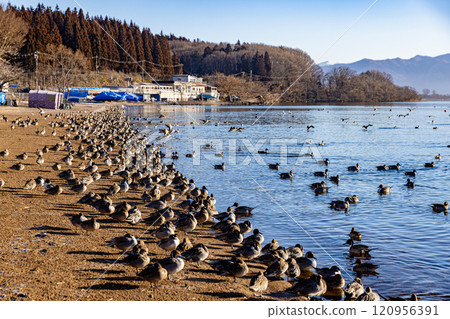 Fukushima Prefecture, Lake Inawashiro, Ducks Fukushima Prefecture, Lake Inawashiro, Ducks 120956391