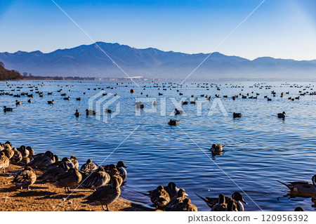 Fukushima Prefecture, Lake Inawashiro, Ducks Fukushima Prefecture, Lake Inawashiro, Ducks 120956392