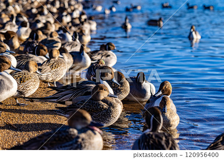 Fukushima Prefecture, Lake Inawashiro, Ducks 120956400