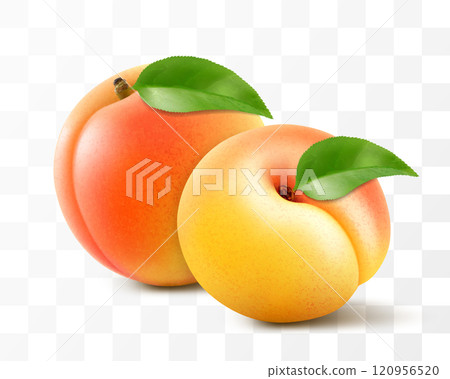 Ripe delicious apricot with leaf isolated on transparent background. Sweet fresh fruit. Realistic 3d illustration 120956520