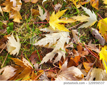 Bright yellow maple leaves with raindrops are lying on the lawn. 120956537
