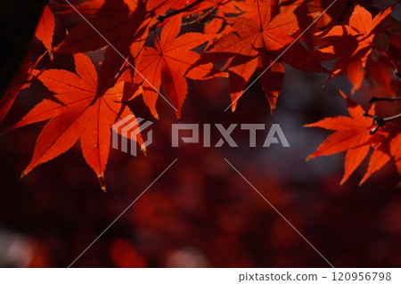 2024 年,明亮的紅色秋葉在光線下閃閃發光 2024 年,明亮的紅色秋葉在光線下閃閃發光 120956798