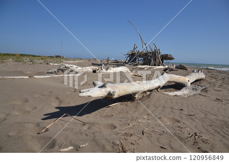Washed up wood used to build wooden shelters against wind and sun on the beach near Marina di Grosseto, Tuscany, Italy 120956849