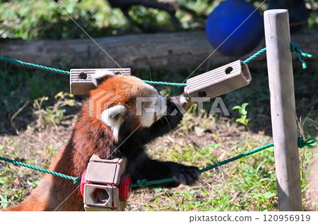 Red panda playing with toys 120956919
