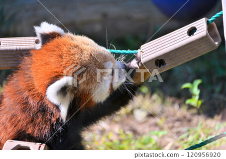 Red panda playing with toys 120956920