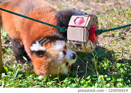 Red panda playing with toys 120956924