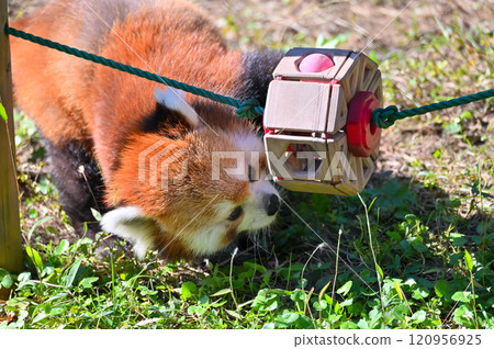 Red panda playing with toys 120956925