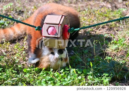 Red panda playing with toys 120956926